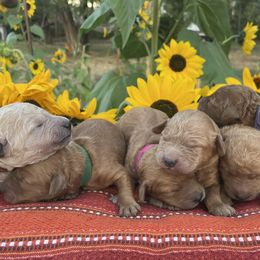 Goldendoodle puppies from Little Acre Doodles