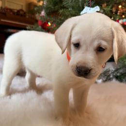 Girl 3 - female Labrador Retriever puppy in Mission Viejo, California from Loving Puppy House