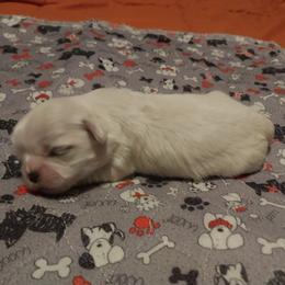 Girl 3 - Cream and white female Shih Tzu puppy in Eastanollee, Georgia from G & J Shih Tzu