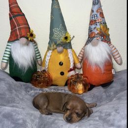 Banshee - Dapple female Dachshund puppy in Huntington, Texas from Camacho_Dachshunds