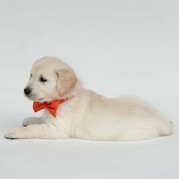 Golden Retriever Puppies from Valley County Goldens