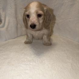Jolly - Piebald male Dachshund puppy in Denair, California from Doxie Lux