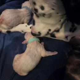 2 - White and black male Dalmatian puppy in Palmer, Massachusetts from Delaney's Dalmatians 2
