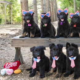 German Shepherd and Golden Retriever Puppies from Sweetheart Therapy Dogs LLC