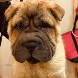 Chinese Shar-Pei Puppies from Blackwitch Farms