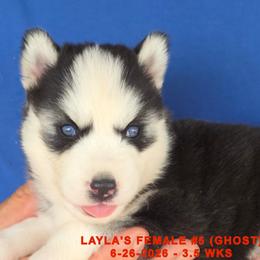 LAYLA'S FEMALE 5 - Black and white female Siberian Husky puppy in Manilla, Iowa from Bruck's Siberian Huskies