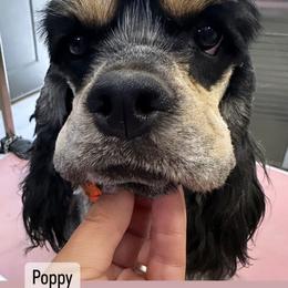 Poppy - Cocker Spaniel