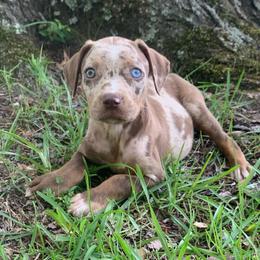 Yellow collar female - Red merle female Catahoula Leopard Dog puppy in Gadsden, Alabama from Rich Cat’s