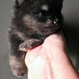 Sterling pup 1 Bear - Black and tan female Pomeranian puppy in Carrollton, Georgia from B AND R'S POMERANIAN'S