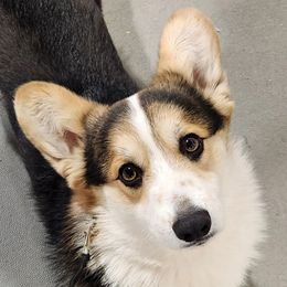 Fortune - Pembroke Welsh Corgi
