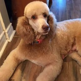 Poodles from Garden of Weedin