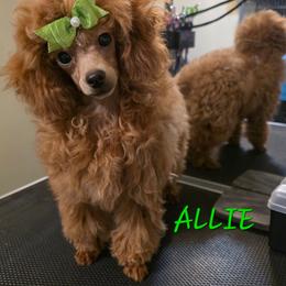 Allie - Poodle