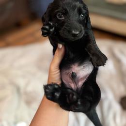 Stormy - Black male Dachshund puppy in Harold, Kentucky from Taylors Tiny Tails
