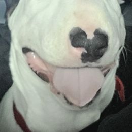 Miniature Bull Terriers from Exclusive Bullies