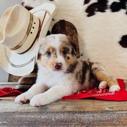 OAKLEY - Red merle male Australian Shepherd puppy in Durand, Wisconsin from Larson’s Legacy Aussome Aussie Kennels