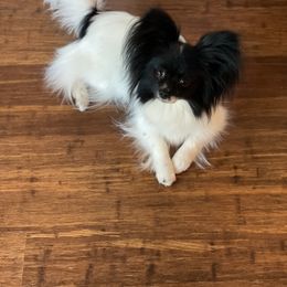Papillon All Grown Up from DogBond Papillons