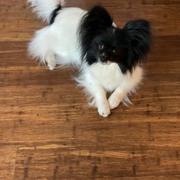 Papillon All Grown Up from DogBond Papillons
