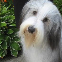 Bearded Collies from Meadows Bearded Collies