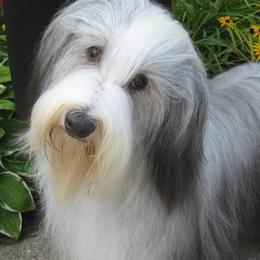 Bearded Collies from Meadows Bearded Collies