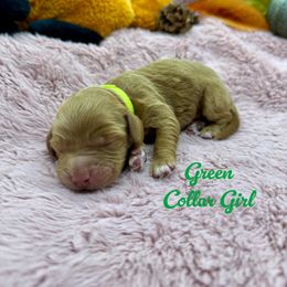 Girl 2 - Apricot female Australian Labradoodle puppy in Rhode Island from Highland Beach Labradoodles