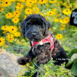 Cavalier King Charles Spaniel, Cavapoo, and Poodle Puppies from Red Skye Puppies