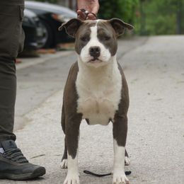 Bette - American Staffordshire Terrier
