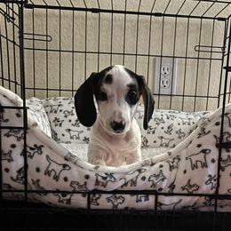 Dachshund Puppies from Empire's Dachshunds