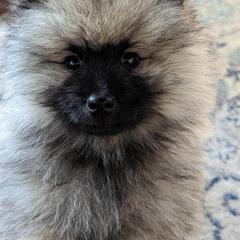 Keeshond Puppies from StarStruck Keeshonden