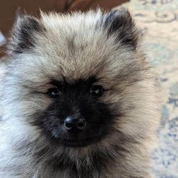 Keeshond Puppies from StarStruck Keeshonden