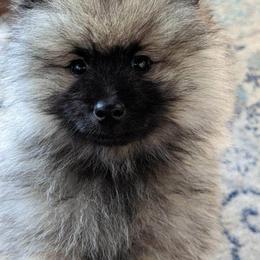 Keeshond Puppies from StarStruck Keeshonden