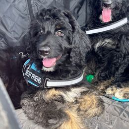 Benny - Black and white male Aussiedoodle puppy in Jamaica Beach, Texas from Third Coast Maltipoos and Doodles
