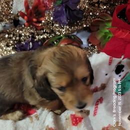 Dachshund Puppies from CLARK'S BREEDING PROGRAM