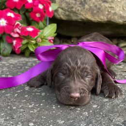 Kayla - Brown female Springerdoodle puppy in Lisbon, Ohio from Willow Lane Doodles