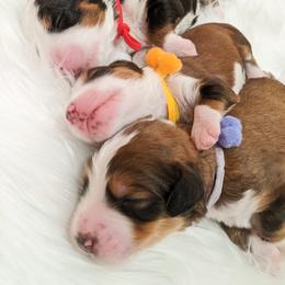 Bernedoodle, Goldendoodle, and Poodle Puppies from Teddy Doodles & Standard Poodles