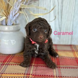 Caramel - Chocolate female Goldendoodle puppy in Wharton, Texas from Little Fur Friends