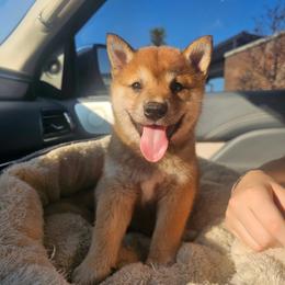 Archie - Red male Shiba Inu puppy in Carpentersville, Illinois from Veronika's Shiba Inus