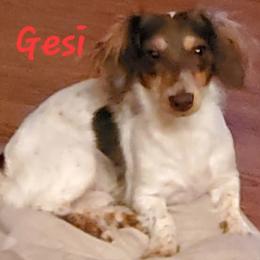 Gesi - Dachshund