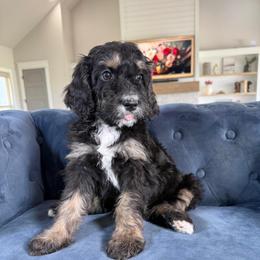 Magenta Collar - Tri-color female Bernedoodle puppy in Indiahoma, Oklahoma from Farm Fresh Doodles