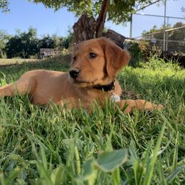 Golden Retriever Puppies from Church Creek Retrievers