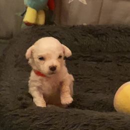 Bichon Frise Puppies from Southern Sands Bichons