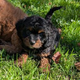 Autumn - Black and tan female Cavapoo puppy in Coshocton, Ohio from Forever Family Puppies