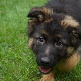 Irina - Black and red female German Shepherd puppy in Garland, Maine from Vom Schön Traumhund