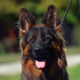 Gina - German Shepherd