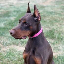 Ella - Doberman Pinscher