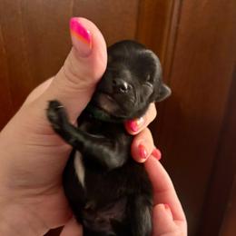 Wallace - Black male Pomeranian puppy in Springfield, Missouri from Hope Mountain Pomeranians