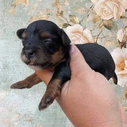 Sunday - Black and tan female Yorkipoo puppy in Coshocton, Ohio from Forever Family Puppies