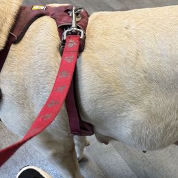 Labrador Retrievers from Yelena Dorokhov
