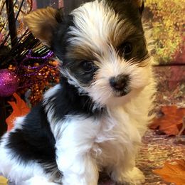 Biewer Terrier and Yorkshire Terrier Puppies from Wisteria Yorkies