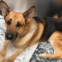 German Shepherds from Louisville German Shepherds