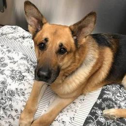 German Shepherds from Louisville German Shepherds